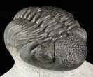 Pedinopariops Trilobite - Mrakib, Morocco #58442-1